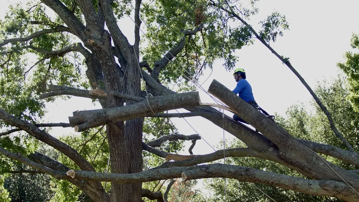 Professional Crown Thinning performed by certified arborists in Fox